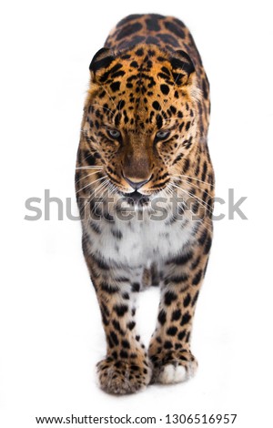 Amur leopard stands full face isolated on white background. red juicy big cat, the beast is watching