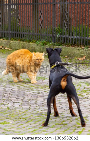 Manchester terrier puppy meets cat