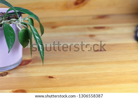 Flower with green leaves close-up on a shelf with wooden texture and free copy space for text. Symbol of spring, novelty, gardening