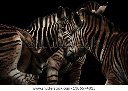 A fine art photo of a herd of zebras