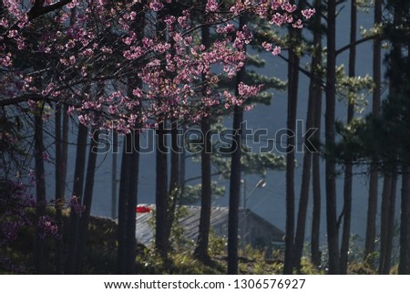 sakura flower blossom in spring in vietnam