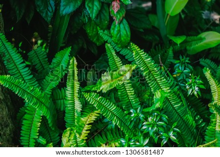 The Sword Fern (Polystichum munitum),This type of Fern is easy to grow. Popular decorations for home and office buildings. backdrop nature for input text.
