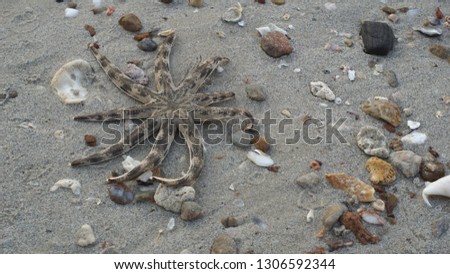 Eight-armed Luidia sea stars (Luidia maculata), Luidiidae on the beach.
