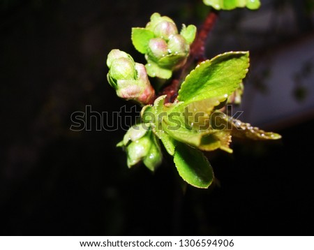 apple blossom in spring beautiful flowers black background	
