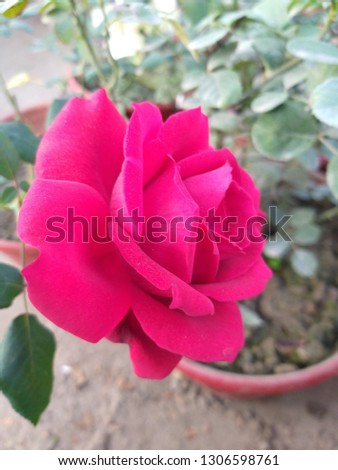Red colour rose picture