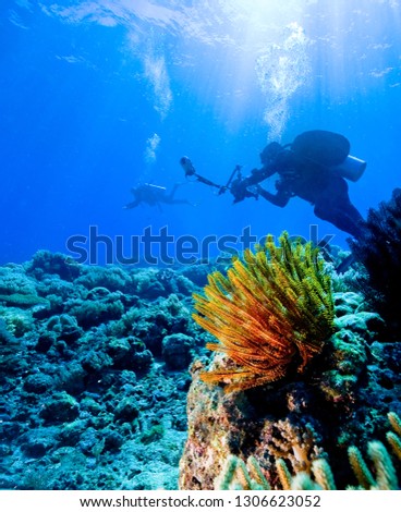Scuba diver photographer on the underwater coral reef. 