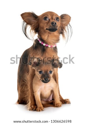 puppy Russkiy Toy and adult in front of white background