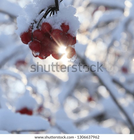 snowy red berries in back light