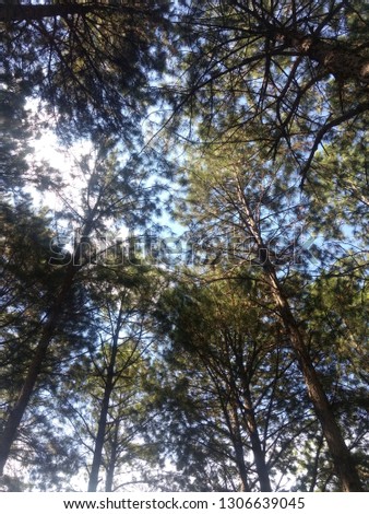 Sunlight on the blue summer sky, crossing tall trees