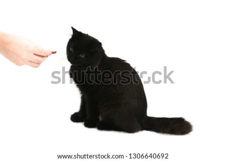 Black cat sitting on the floor while looking at a piece of food against a white background