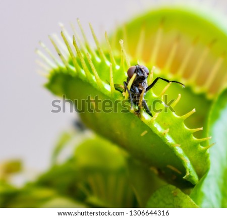 A macro photo of a fly which has been caught inside a venus fly trap plant