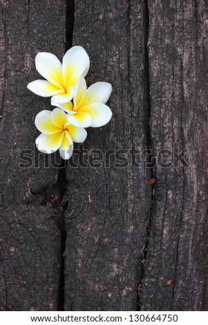 White flowers on a wooden floor
