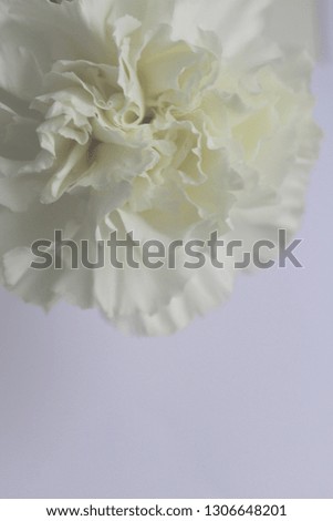White flowers on violet background. Soft dreamy image. Macro flower. 