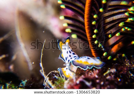 Flat worm (Platyhelminthes) crawling on the colorful reef.  This is not a family of  nudibrabcs. Owase, Mie, Japan