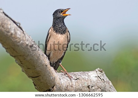 Rosy starling (Pastor roseus) is a passerine bird in the starling family, Sturnidae, also known as the rose-coloured starling or rose-coloured pastor. Capture at open field in Malaysia. Summer visitor