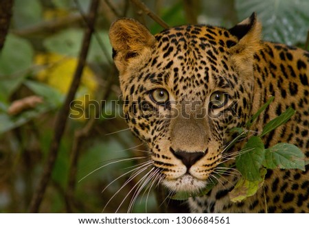 leopard from the Terai foothills - Rajaji National Park  Royalty-Free Stock Photo #1306684561