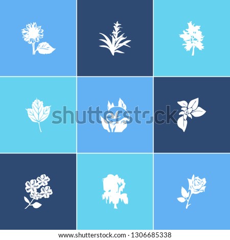 Flora icon set and guzmania flower with viburnum, jasmine and sunflower. Calla related flora icon vector for web UI logo design. Royalty-Free Stock Photo #1306685338