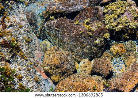 Colourful marine rocks background with sea flora in ocean environment