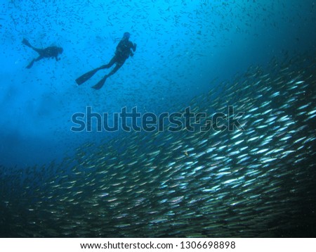 Scuba diving on coral reef with fish 