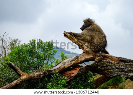 A Chacma Baboon keeps watch for its troop, seen while on safari in Hluhluwe-Imfolozi Game Reserve in KwaZulu-Natal, South Africa