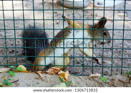 Squirrel in the cage