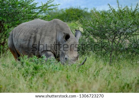 Southern White Rhino, seen while on safari in South Africa
