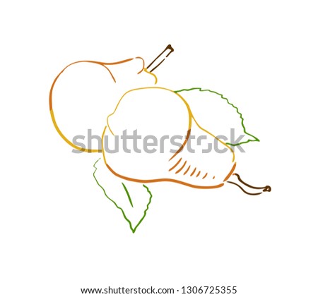 hand drawn pear illustration design graphic