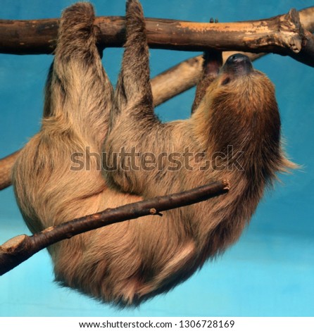 Sloths are arboreal mammals noted for slowness of movement and for spending most of their lives hanging upside down in the trees of the tropical rainforests of South America and Central America