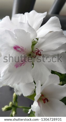 White orchides with purple