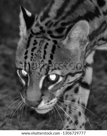 The ocelot (Leopardus pardalis) is a wild cat native to the southwestern United States, Mexico, Central and South America. 