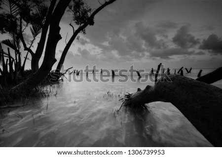 Fine art black & white image of falling tree at the beach in Tumpat, Kelantan Malaysia. Soft focus due to long exposure. 