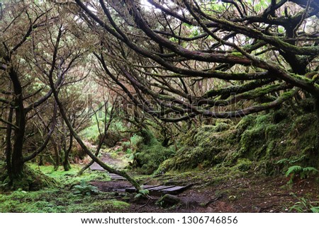 A narrow path though the wild nature in an old lava field on the Azores Royalty-Free Stock Photo #1306746856