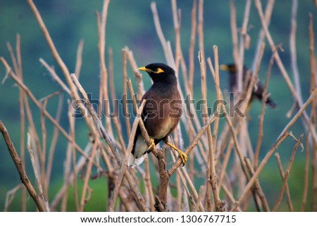 A beautiful black and brownish feathered Grackle having yellow beak on wooden branches with a soft greenish background as a nature's pic.