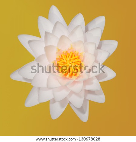 The white lotus on the yellow background