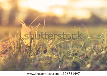 Autumn leaves on the sun. Fall blurred background, grass meadow and dry leaf under soft sunset light, sun rays. Inspirational nature concept