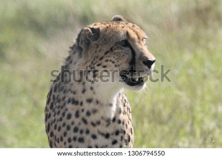 Cheetah Side View