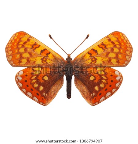 yellow butterfly. isolated on white background