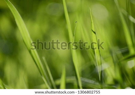 Green grass in sunlight