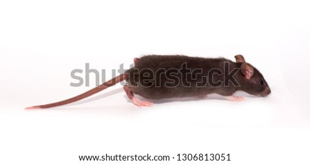 Beautiful rat isolated on white background. Home Mouse symbol 2020 new year. He eats food of a worm and sunflower seeds and stands on his hind legs.