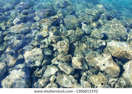 Water surface with sea urchins