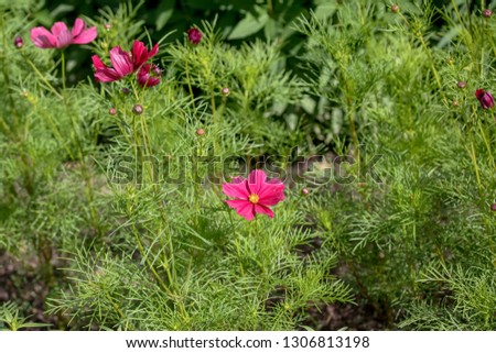 Cosmos Flower, genus with the same common name of cosmos, consisting of flowering plants in the sunflower family