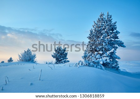 Beautiful Christmas landscape,  winter  pine forest seaside dunes