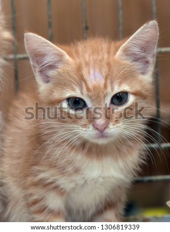 red kitten in a cage in a shelter