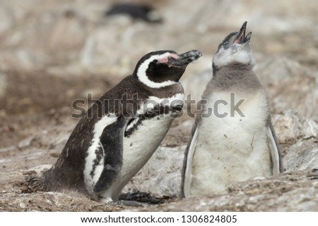 Magellanic Penguin, Spheniscus magellanicus in natural habitat, Argentina