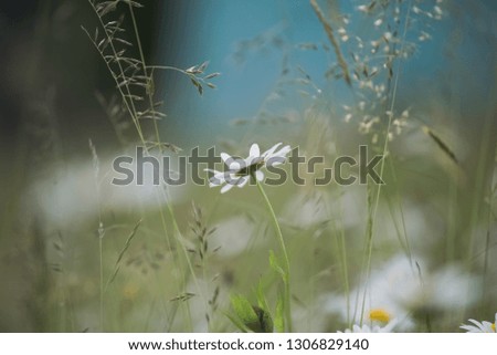 Beautiful white daisies flowers growing outside in wild green grass in countryside meadow. Horizontal color photography.