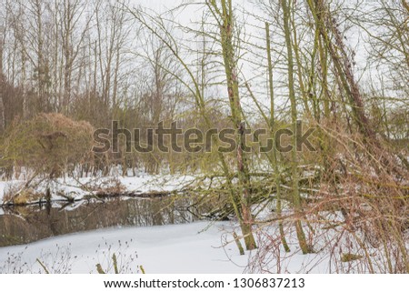 Early spring on a forest stream. Nature in the vicinity of Pruzhany, Brest region, Belarus. 