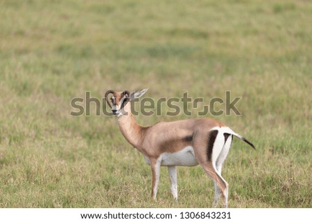 Gazelle with odd upside down horns