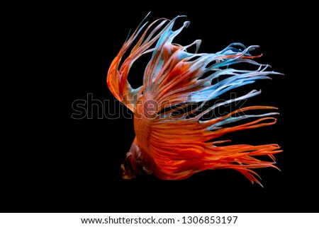 Siamese fighting fish , Betta splendens,Crowntail, red fish on a black background, Halfmoon Betta,