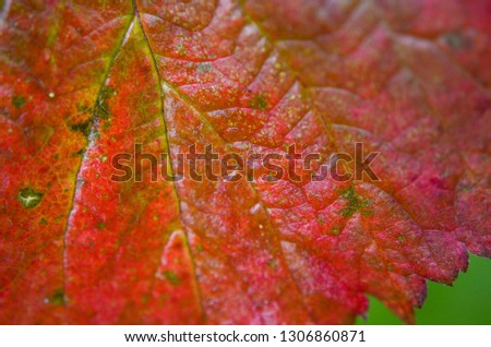 Autumn leaves close up