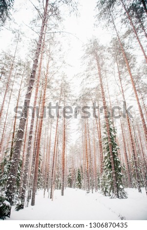 Winter forest in Europe
